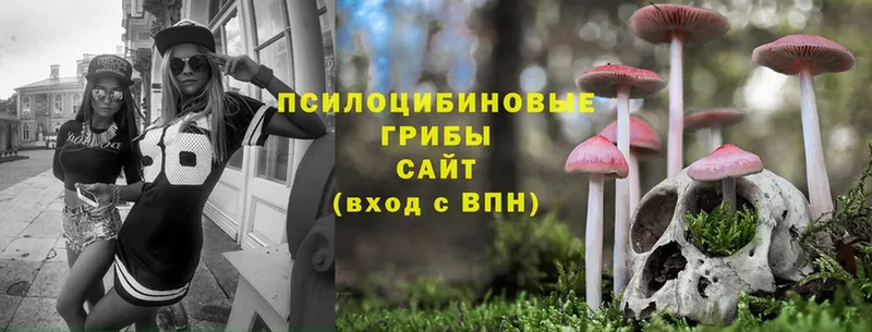 Псилоцибиновые грибы Cubensis  Елец 